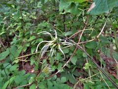 Clematis reticulata