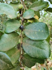 Bridelia cathartica