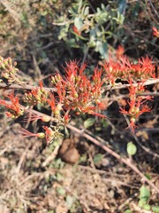 Combretum microphyllum