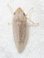 Prairiana