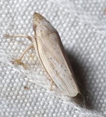Prairiana