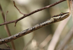 Thelotornis capensis capensis