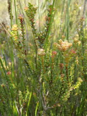 Penaea cneorum ovata