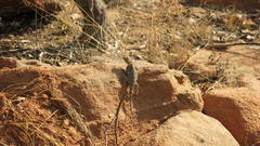 Agama aculeata distanti