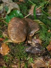 Lactarius olivaceoumbrinus