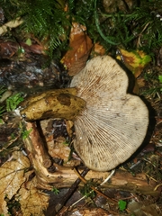 Lactarius olivaceoumbrinus