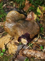 Lactarius olivaceoumbrinus