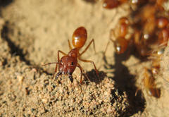 Camponotus cuneiscapus