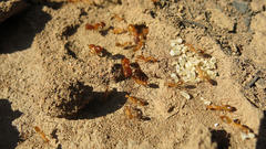 Camponotus cuneiscapus