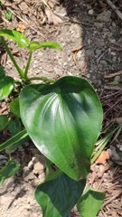 Alocasia cucullata
