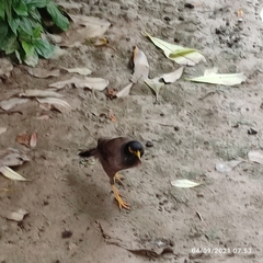 Acridotheres tristis