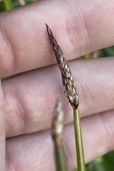 Eleocharis palustris