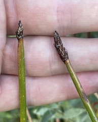 Eleocharis palustris