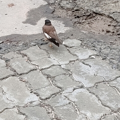 Acridotheres tristis