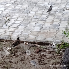 Acridotheres tristis