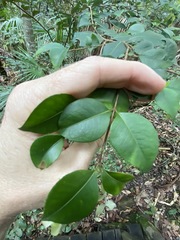 Backhousia myrtifolia