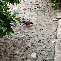 Acridotheres tristis