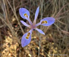 Moraea stricta