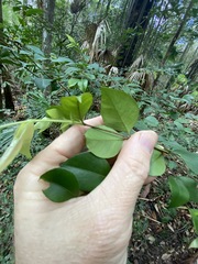 Backhousia myrtifolia