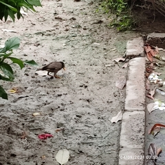 Acridotheres tristis