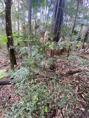 Backhousia myrtifolia