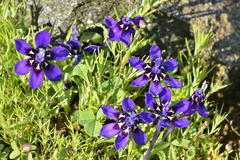 Lapeirousia oreogena