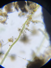 Stigonema tomentosum