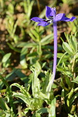 Lapeirousia oreogena