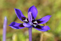 Lapeirousia oreogena