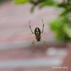 Neoscona theisi