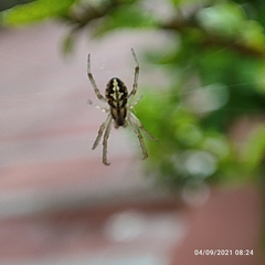 Neoscona theisi
