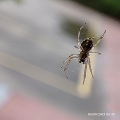 Neoscona theisi