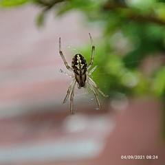 Neoscona theisi