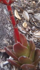 Crassula rubricaulis