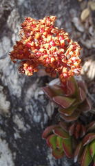 Crassula rubricaulis