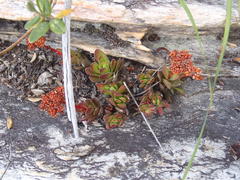 Crassula rubricaulis