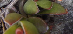 Crassula rubricaulis