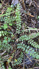 Blechnum filiforme