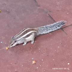 Funambulus pennantii