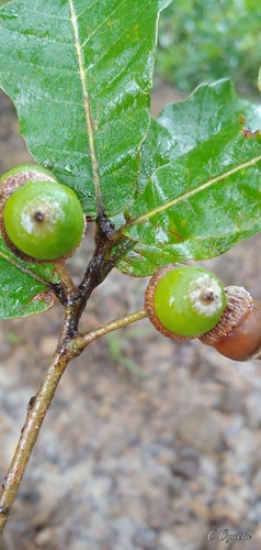 Quercus peduncularis, photograph 4