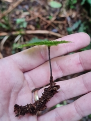 Dendrohypopterygium filiculiforme