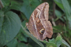 Eryphanis aesacus