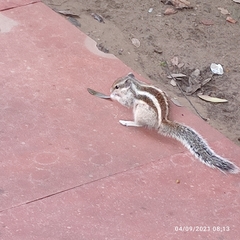 Funambulus pennantii