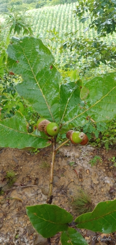 Quercus peduncularis, photograph 5