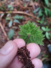 Dendrohypopterygium filiculiforme