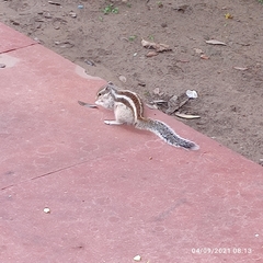 Funambulus pennantii