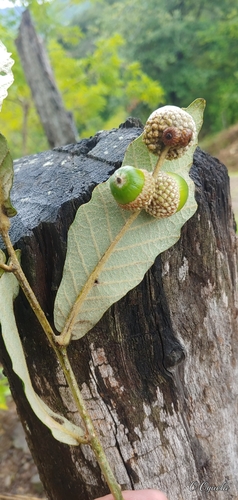 Quercus peduncularis, photograph 6