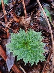 Dendrohypopterygium filiculiforme