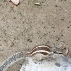 Funambulus pennantii