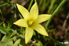 Romulea hirta